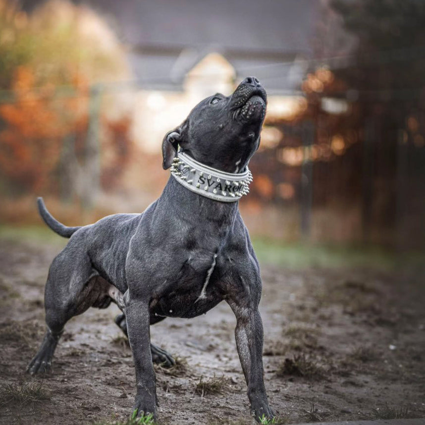 The "Metal" collar White & Gold- personalized!-3