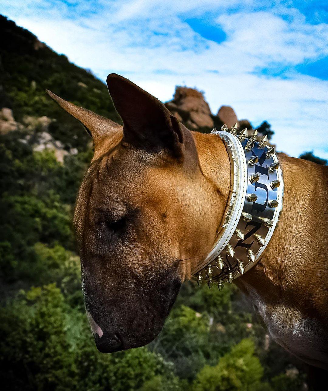 The "Metal" collar White & Gold- personalized!-4